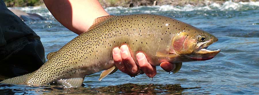 naches river fly fishing